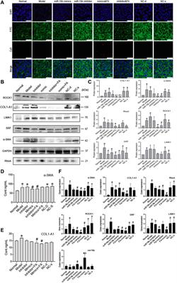 Ferulic Acid Combined With Bone Marrow Mesenchymal Stem Cells Attenuates the Activation of Hepatic Stellate Cells and Alleviates Liver Fibrosis